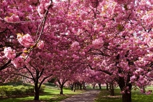 TOKIO, la città dei fiori di ciliegio
